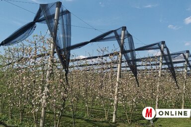 A verbászi Mezőgazdasági Szakszolgálat alma-mintaparcellája (Paraczky László felvétele)