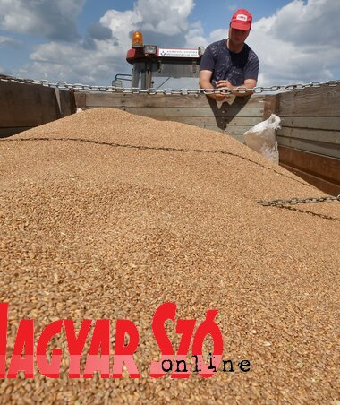 Az áremelkedésre számítók szerint a gazdáknak nem kell elsietniük a kenyérgabona eladását (Fotó: Ótos András)