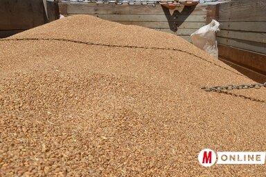 Az áremelkedésre számítók szerint a gazdáknak nem kell elsietniük a kenyérgabona eladását (Fotó: Ótos András)