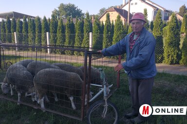Fehér Szilveszter a mobil karámmal és legelő birkákkal