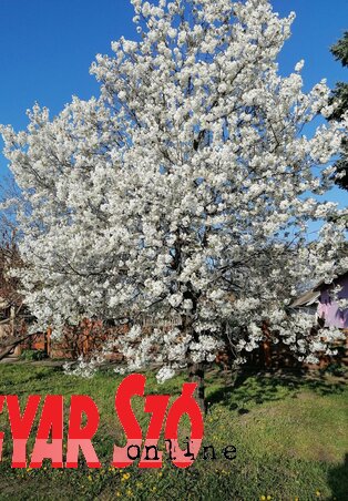 Virágba borult a kavillósi meggyfa (Lakatos János felvétele) Virágba borult a kavillósi meggyfa (Lakatos János felvétele)