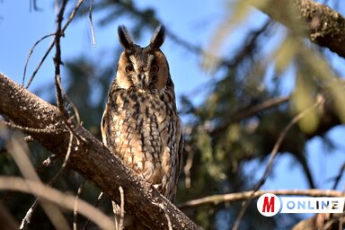 Ne háborgassuk a pihenő erdei fülesbaglyokat!