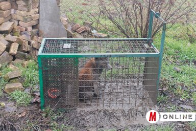 Adán befogott róka a csapdában