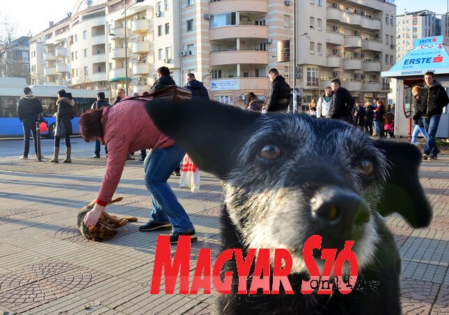 Újvidéken évek, évtizedek óta komoly gondot jelentenek a kóbor kutyák, úgy tűnik a menhelyek megnyitása ellenére is folytatódnak a támadások (Dávid Csilla felvétele)