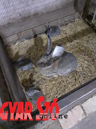 A gondos anyanyúl a kicsinyeivel (Fotó: Fúró Dénes) A gondos anyanyúl a kicsinyeivel (Fotó: Fúró Dénes)