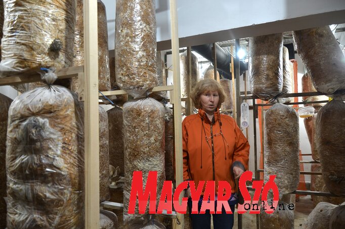 A laskagomba kilója 400 dinárba kerül, ha Faragó Tündénél vásárolunk A laskagomba kilója 400 dinárba kerül, ha Faragó Tündénél vásárolunk