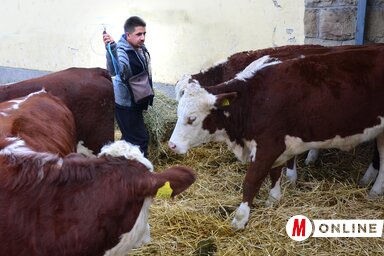 A tej- és hústermeléssel foglalkozók támogatást kérhetnek az állatok elhelyezésére szolgáló létesítmények építésére és felszerelésére is (Fotó: Dávid Csilla)