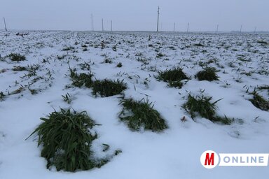 Bebokrosodott a kenyérgabona Ada határában (Fotó: Csincsik Zsolt)