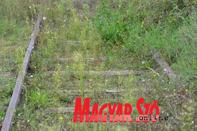 (Fotó: Molnár Edvárd) (Fotó: Molnár Edvárd)