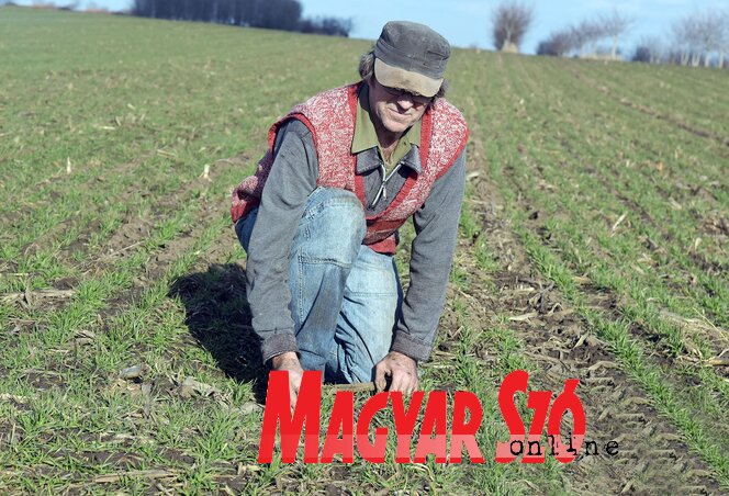 Ma sokkal nagyobb földterületet kell megművelni a család eltartásához (Fotó: Gergely József) Ma sokkal nagyobb földterületet kell megművelni a család eltartásához (Fotó: Gergely József)