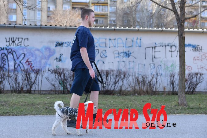 Bizonyos kutyafajták könnyebben sétálnak hámmal (Fotó: Molnár Edvárd)