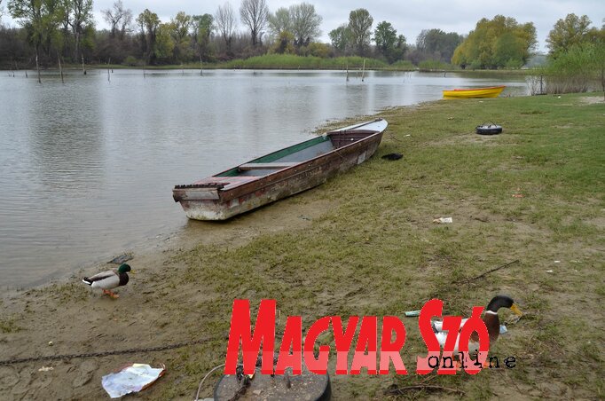 Temérdek szemét gyűlt össze a Duna partján, a városi és a tartományi közvállalatok közös tisztítási akciójának köszönhetően most ismét élvezhető a természet. A fotó tegnap készült a hajógyár közelében