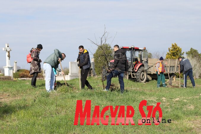 Fásítási akció a temetőben