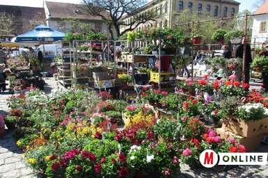 Virágba borult a Kopasztér (Fekete J. József felvétele)