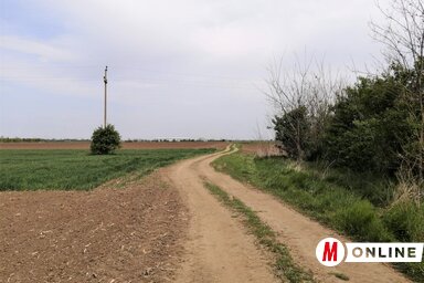 Dűlőút a határban Verbász és Ókér között (Paraczky László felvétele)