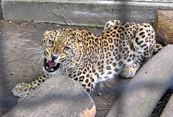 Simba, az állatkert perzsa leopárdja