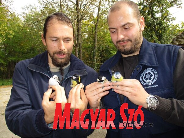 Harkai Ákos, az Arcus elnöke és Sihelnik József, az egyesület titkára a madarak összehasonlítását végzik (Sihelnik Ágnes felvétele)