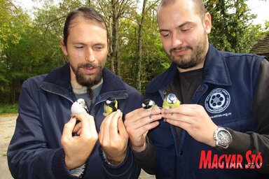 Harkai Ákos, az Arcus elnöke és Sihelnik József, az egyesület titkára a madarak összehasonlítását végzik (Sihelnik Ágnes felvétele)