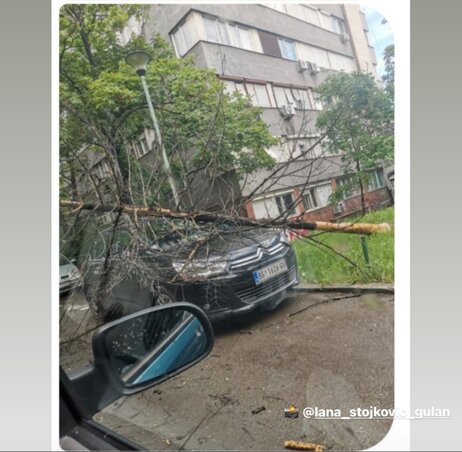 Egy letört ág ráesett egy autóra (Fotó: Moj Beograd Grad Instagram oldal)