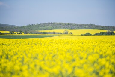 P�csv�rad, 2019. �prilis 15.
Vir�gz� repce a Baranya megyei P�csv�rad k�zel�ben 2019. �prilis 15-�n.
MTI/S�ki Tam�s