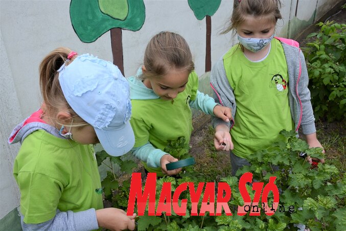 A Katicabogár óvoda kislakói megvizsgálják a saját kezűleg ültetett növényeket (Paraczky László felvétele) A Katicabogár óvoda kislakói megvizsgálják a saját kezűleg ültetett növényeket (Paraczky László felvétele)