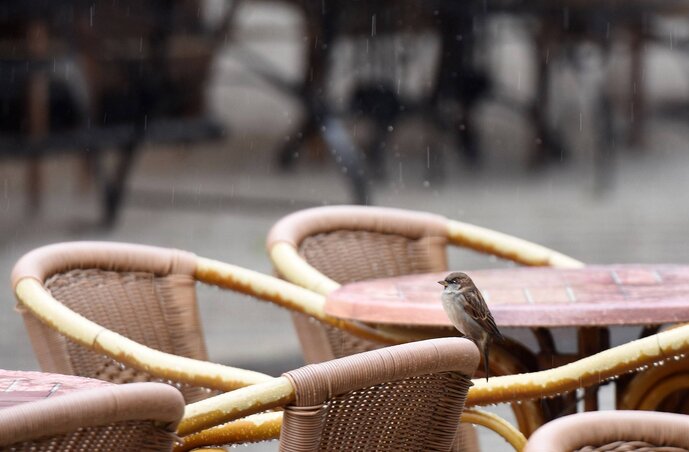 Az esős, hideg idő úgymond enyhítő körülmény, hiszen ilyenkor senki sem áhítozik arra, hogy a kerthelyiségekben kávézzon. Ide ilyenkor a madár sem jár, pontosabban – mint a felvétel is tanúsítja – csak a madár jár (Fotó: Beta)