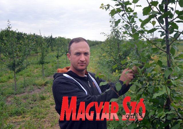 Cservenkovics Dávid: „Ha nem kerítjük be a gyümölcsöst, biztosan kárt okoznak a fákban a szarvasok” (Dávid Csilla felvétele)