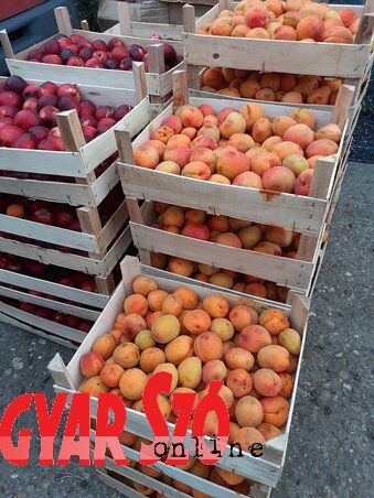 Kicsiben és nagyban is drága a kajszibarack és az őszibarack  Szenttamáson (Fotó: Paraczky László)