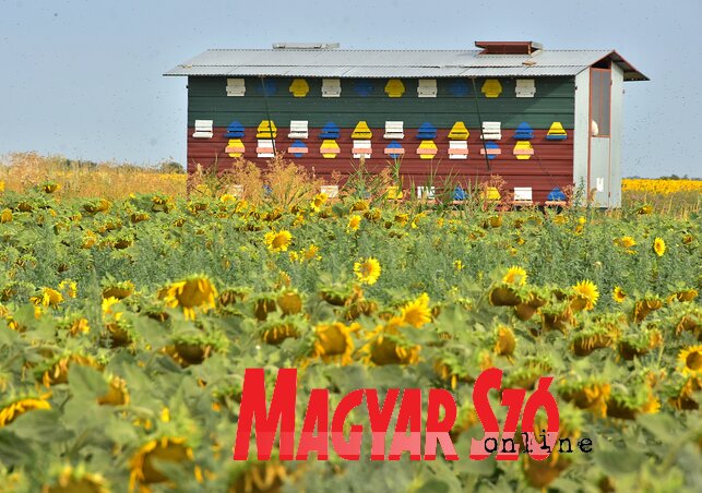Az erős méhcsaládok szépen hordanak a mostani szélsőséges időjárási viszonyok mellett is Az erős méhcsaládok szépen hordanak a mostani szélsőséges időjárási viszonyok mellett is