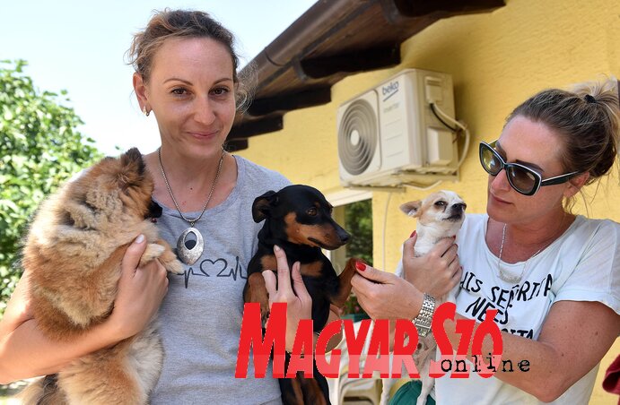 Öreg Anna, a Dog House állatorvosi rendelő és kutyapanzió tulajdonosa, és kolléganője, aki kutyaidomár (Fotó: Ótos András) Öreg Anna, a Dog House állatorvosi rendelő és kutyapanzió tulajdonosa, és kolléganője, aki kutyaidomár (Fotó: Ótos András)