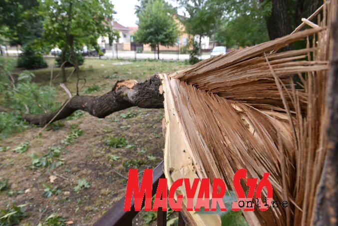 A tiszakálmánfalvi általános iskola udvarában levő egyik fával is végzett a vihar (Ótos András felvétele) A tiszakálmánfalvi általános iskola udvarában levő egyik fával is végzett a vihar (Ótos András felvétele)