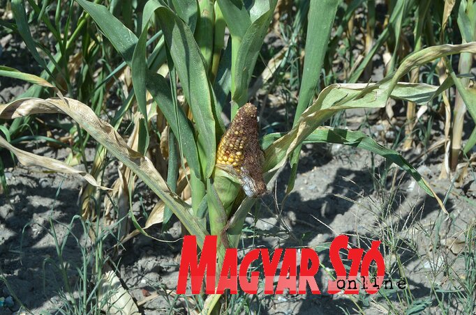 (Fotó: Ótos András)