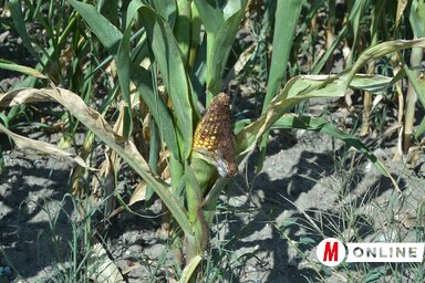 (Fotó: Ótos András)