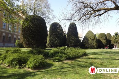 Az Erzsébet-liget évszázados tujafái (Fekete J. József felvétele)