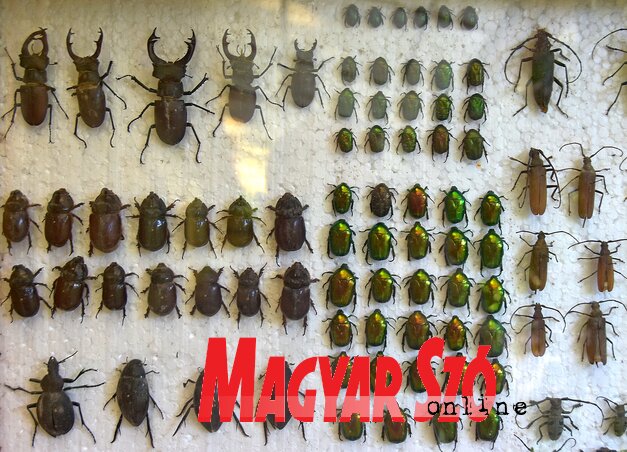 A nagytestű bogarak gyűjteménye