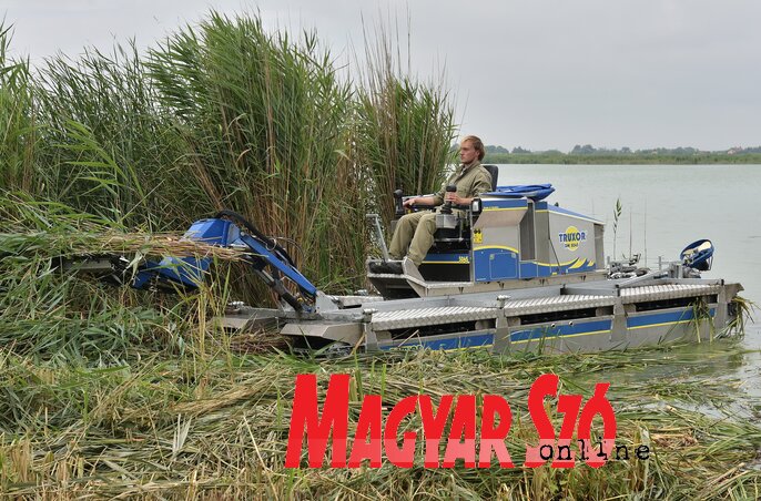 A kétéltű nádvágógépnek sok a munkája A kétéltű nádvágógépnek sok a munkája
