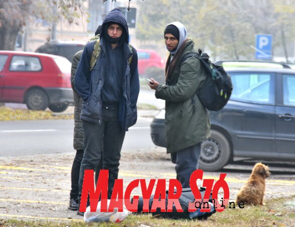 Magyarkanizsa utcáin fel-feltűntek a napokban is Magyarkanizsa utcáin fel-feltűntek a napokban is