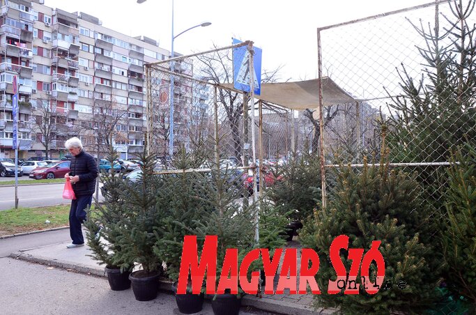 Csak megbízható, engedéllyel rendelkező eladónál vásároljunk fenyőfát, ezzel is támogathatjuk az Újvidéki Erdőtelepítő Mozgalom akcióját, amelyet az illegális favágás ellen indítottak. A Limáni piacon a fenyőfákat 2–6 ezer dinárért árulják