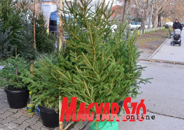 A környezetvédők felszólítják az ünneplőket, hogy ha csak tehetik, ne vásároljanak fatolvajoktól, olyanoktól, akik a város körüli erdőkből lopják a fenyőket.