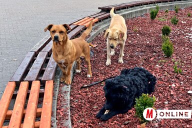 (Gergely Árpád illusztrációja)