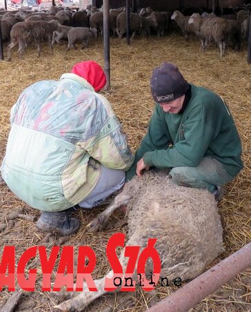 Kóbor kutyák garázdálkodnak a juhok között. A muzslyai réten Palatinuséknál az idén nagy kárt tettek (Kecskés István felvétele)