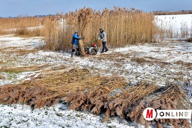 A nádvágók igyekeznek minél több nádat levágni (Fotó: Gergely Árpád)
