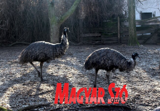 Az emuk közössége hamarosan új tagokkal bővül (Fotó: Benedek Miklós) Az emuk közössége hamarosan új tagokkal bővül (Fotó: Benedek Miklós)