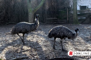 Az emuk közössége hamarosan új tagokkal bővül (Fotó: Benedek Miklós)