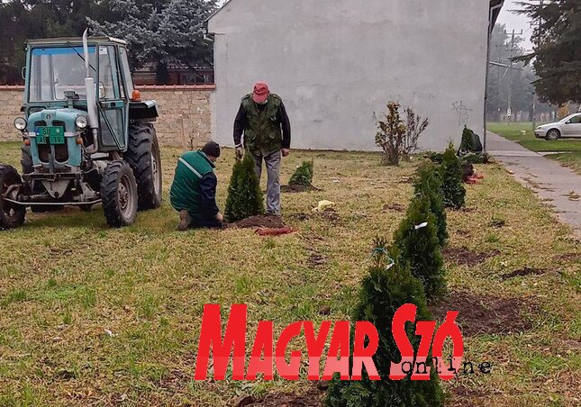 Tujafaültetés a régi malom helyén