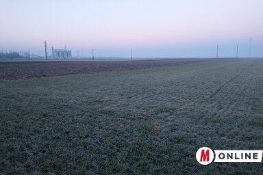 Az adai határban jót mutatnak az őszi gabonák