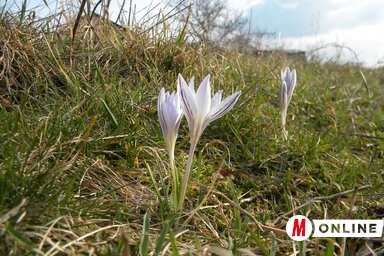 Az egyik első tavaszi vadvirág, a tarka sáfrány