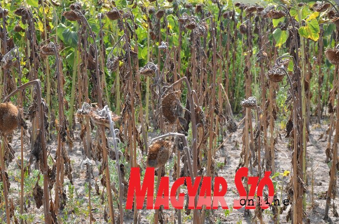 Aszályos év kilenc évvel ezelőtt (Fotó: Ótos András)