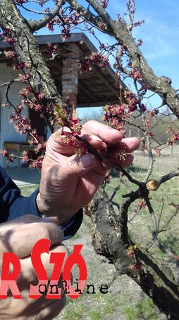 Már most sok minden sejthető, de májusban is érhetnek bennünket meglepetések (Jenei Klementina felvétele) Már most sok minden sejthető, de májusban is érhetnek bennünket meglepetések (Jenei Klementina felvétele)