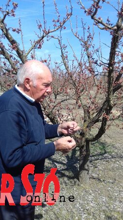 Miskolci Géza törökkanizsai gyümölcsösében is ötven százalékos termés várható (Jenei Klementina felvétele)